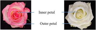 Compositional variances in petal cuticular wax of eight rose species and their impacts on vase life under water-loss stress